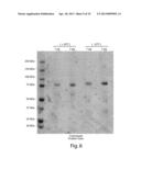 RECOMBINANT HUMAN NAGLU PROTEIN AND USES THEREOF diagram and image