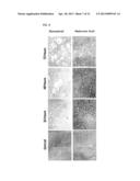 BIOMATERIAL FROM WHARTON S JELLY UMBILICAL CORD diagram and image