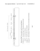 NOVEL VESICULAR STOMATITIS VIRUS AND VIRUS RESCUE SYSTEM diagram and image