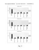 DIRECTED DIFFERENTIATION AND MATURATION OF PLURIPOTENT CELLS INTO     HEPATOCYTE LIKE CELLS BY MODULATION OF WNT-SIGNALLING PATHWAY diagram and image