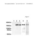 PREGNANCY-ASSOCIATED PLASMA PROTEIN-A2 (PAPP-A2) POLYNUCLEOTIDES diagram and image