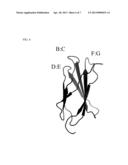 Fibronectin Type III Domain Based Scaffold Compositions, Methods and Uses diagram and image