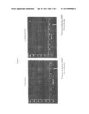 GLP-1 AGONIST FOR USE IN THE TREATMENT OF STENOSIS OR/AND OBSTRUCTION IN     THE PANCREATIC DUCT SYSTEM diagram and image