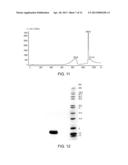 POLYMER CONJUGATES OF GLP-1 diagram and image