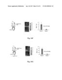 Uniform field magnetization and targeting of therapeutic formulations diagram and image