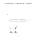 COMPOSITIONS AND METHODS FOR RE-PROGRAMMING CELLS WITHOUT GENETIC     MODIFICATION FOR TREATMENT OF  CARDIOVASCULAR DISEASES diagram and image