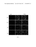 COMPOSITIONS AND METHODS FOR RE-PROGRAMMING CELLS WITHOUT GENETIC     MODIFICATION FOR TREATMENT OF  CARDIOVASCULAR DISEASES diagram and image