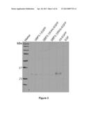 Aphicidal Toxins and Methods diagram and image