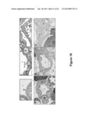 Aphicidal Toxins and Methods diagram and image