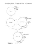 Composition and Method for Prolonging the Shelf Life of Banana by Using     Interfering RNA diagram and image