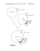 Composition and Method for Prolonging the Shelf Life of Banana by Using     Interfering RNA diagram and image