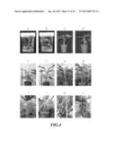 Composition and Method for Prolonging the Shelf Life of Banana by Using     Interfering RNA diagram and image