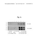 Recombinant Adenovirus Having Anti-Angiogenesis Activity diagram and image