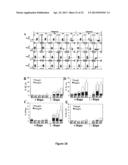 Methods to Expand a T Regulatory Cell Master Cell Bank diagram and image