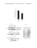 Tiki1 and Tiki2, Wnt Inhibitors diagram and image