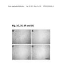 NOVEL VEGF MIMETIC PEPTIDE-BASED SCAFFOLDS FOR THERAPEUTIC ANGIOGENESIS     AND METHODS FOR THEIR USE diagram and image