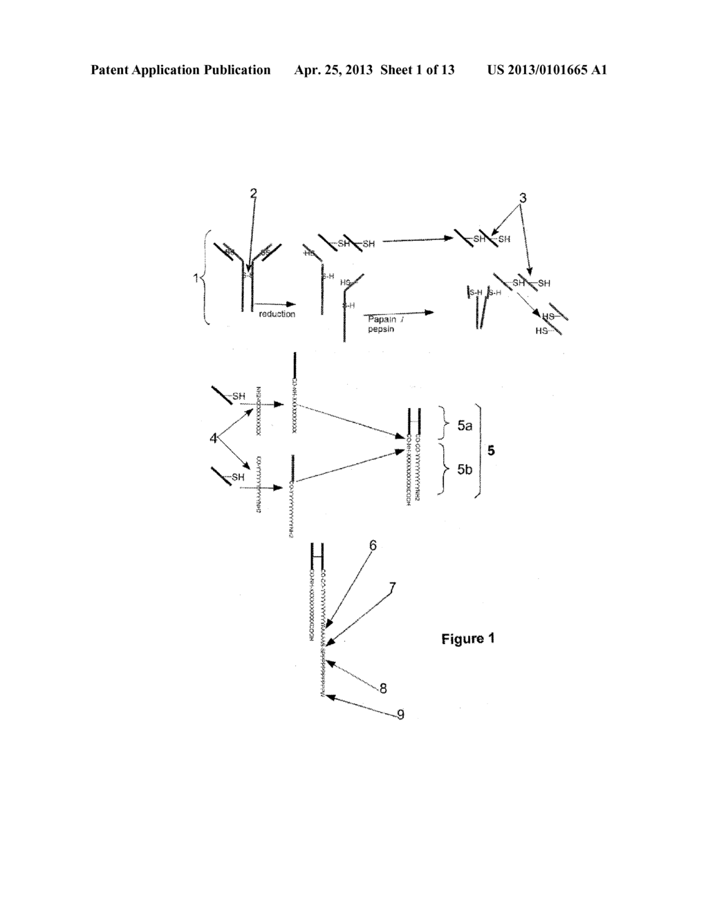 SELF-ASSEMBLING HALF-ANTIBODIES - diagram, schematic, and image 02