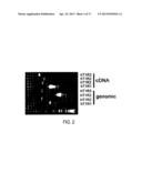 T1R Hetero-Oligomeric Taste Receptors and Cell Lines That Express Said     Receptors and Use Thereof for Identification of Taste Compounds diagram and image