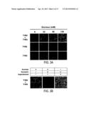 T1R Hetero-Oligomeric Taste Receptors and Cell Lines That Express Said     Receptors and Use Thereof for Identification of Taste Compounds diagram and image