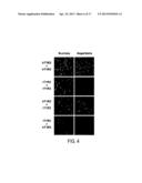 T1R Hetero-Oligomeric Taste Receptors and Cell Lines That Express Said     Receptors and Use Thereof for Identification of Taste Compounds diagram and image