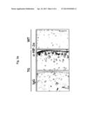 CARTILAGE-SPECIFIC HIF-2ALPHA TRANSGENIC MOUSE AS AN ANIMAL MODEL FOR     ARTHRITIS, AND USE THEREOF diagram and image