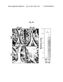 CARTILAGE-SPECIFIC HIF-2ALPHA TRANSGENIC MOUSE AS AN ANIMAL MODEL FOR     ARTHRITIS, AND USE THEREOF diagram and image