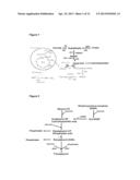 GENETICALLY MODIFIED FUNGI AND THEIR USE IN LIPID PRODUCTION diagram and image