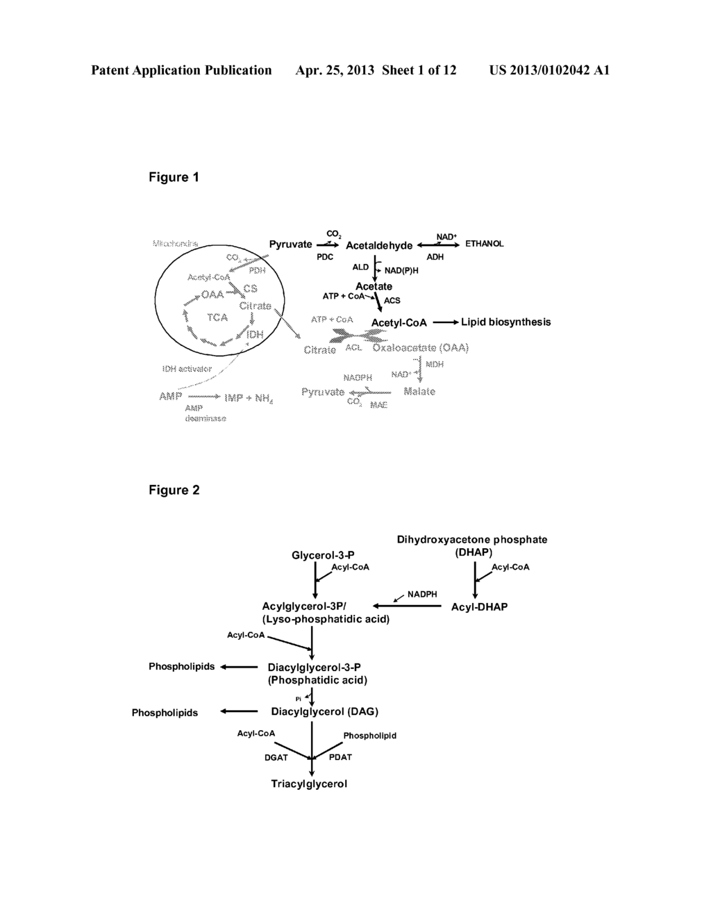 GENETICALLY MODIFIED FUNGI AND THEIR USE IN LIPID PRODUCTION - diagram, schematic, and image 02