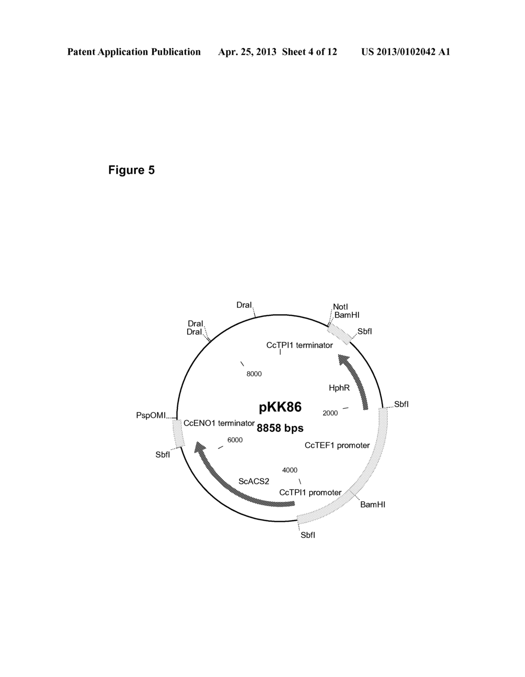 GENETICALLY MODIFIED FUNGI AND THEIR USE IN LIPID PRODUCTION - diagram, schematic, and image 05