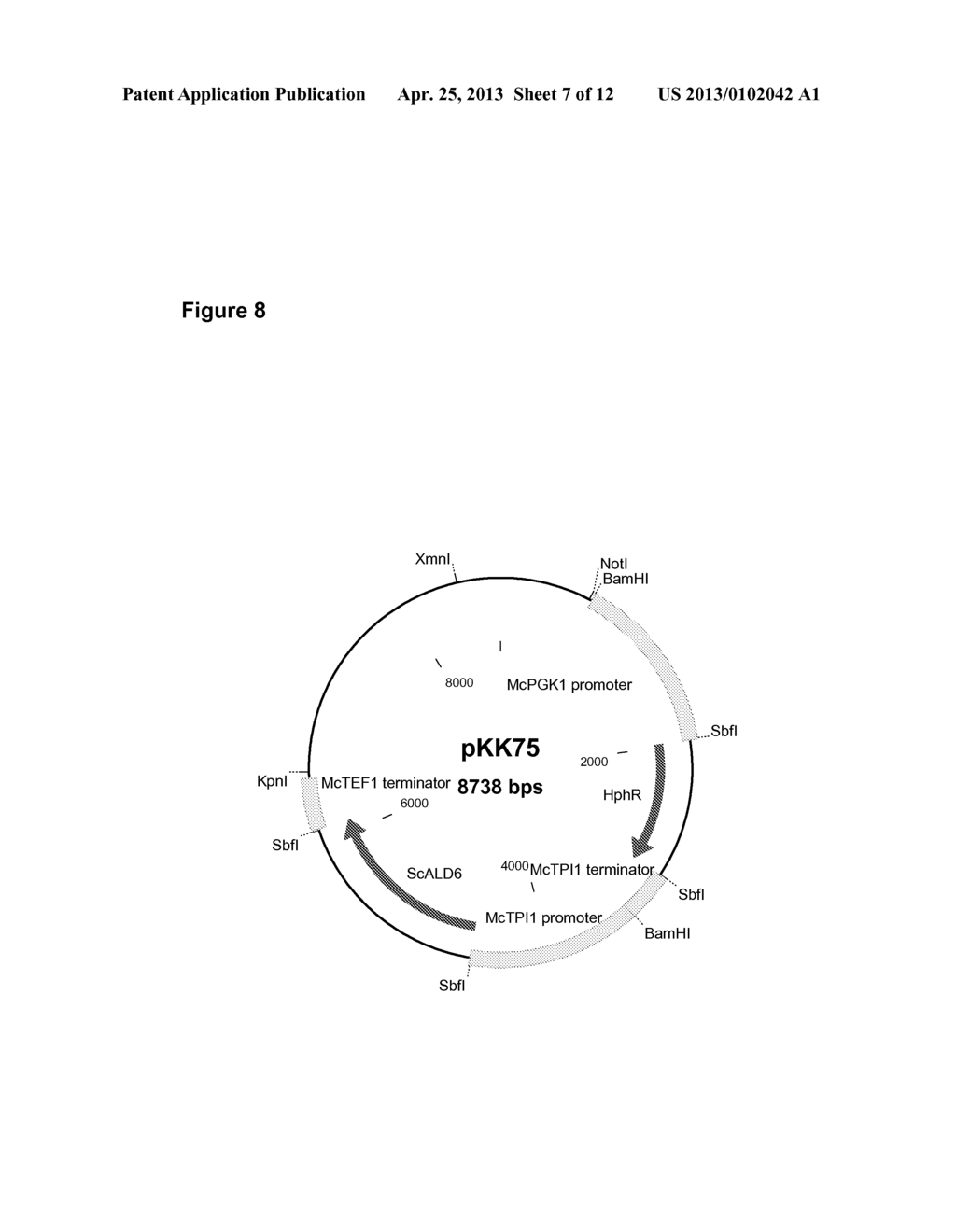 GENETICALLY MODIFIED FUNGI AND THEIR USE IN LIPID PRODUCTION - diagram, schematic, and image 08