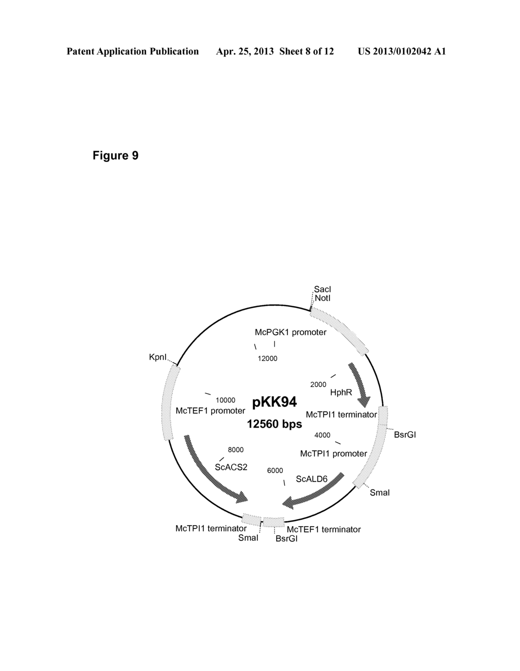 GENETICALLY MODIFIED FUNGI AND THEIR USE IN LIPID PRODUCTION - diagram, schematic, and image 09