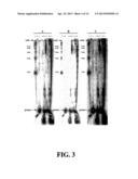 ENZYMATIC NUCLEIC ACID SYNTHESIS: COMPOSITIONS AND METHODS FOR INHIBITING     PYROPHOSPHOROLYSIS diagram and image