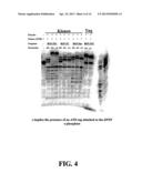 ENZYMATIC NUCLEIC ACID SYNTHESIS: COMPOSITIONS AND METHODS FOR INHIBITING     PYROPHOSPHOROLYSIS diagram and image