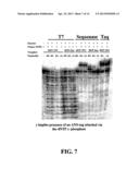 ENZYMATIC NUCLEIC ACID SYNTHESIS: COMPOSITIONS AND METHODS FOR INHIBITING     PYROPHOSPHOROLYSIS diagram and image