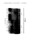 ENZYMATIC NUCLEIC ACID SYNTHESIS: COMPOSITIONS AND METHODS FOR INHIBITING     PYROPHOSPHOROLYSIS diagram and image