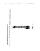 ENZYMATIC NUCLEIC ACID SYNTHESIS: COMPOSITIONS AND METHODS FOR INHIBITING     PYROPHOSPHOROLYSIS diagram and image