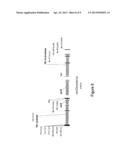 MODIFIED SECRETION SYSTEM TO INCREASE EXPRESSION OF POLYPEPTIDES IN     BACTERIA diagram and image