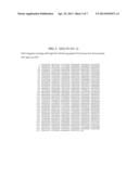 SUPPRESSION OF B-CELL APOPTOSIS IN TRANSGENIC ANIMALS EXPRESSING HUMANIZED     IMMUNOGLOBULIN diagram and image