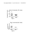 EZRIN ASSAY METHOD FOR THE IN VITRO DIAGNOSIS OF COLORECTAL CANCER diagram and image