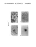 ISOLATED PRIMATE EMBRYONIC CELLS DERIVED FROM EXTENDED BLASTOCYSTS diagram and image