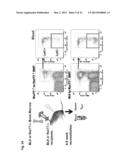 METHODS AND USES OF NUR77 AND NUR77 AGONISTS TO MODULATE MACROPHAGES AND     MONOCYTES, AND TREAT INFLAMMATION, INFLAMMATORY DISEASE AND     CARDIOVASCULAR DISEASE diagram and image