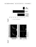 METHODS AND USES OF NUR77 AND NUR77 AGONISTS TO MODULATE MACROPHAGES AND     MONOCYTES, AND TREAT INFLAMMATION, INFLAMMATORY DISEASE AND     CARDIOVASCULAR DISEASE diagram and image