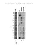 POLYNUCLEOTIDES ENCODING NOVEL PCSK9 VARIANTS diagram and image