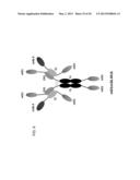 HIGH-AFFINITY FULLY FUNCTIONAL SOLUBLE SINGLE-DOMAIN HUMAN CD4,     ANTIBODIES, AND RELATED FUSION PROTEINS diagram and image