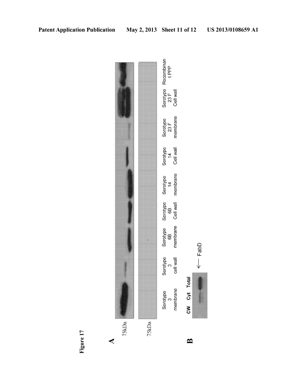 PROTEIN-BASED STREPTOCOCCUS PNEUMONIAE VACCINE - diagram, schematic, and image 12