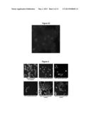 ANTI-APOPTOTIC PROTEIN ANTIBODIES diagram and image