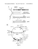 VECTOR, VECTOR COMBINATIONS, METHODS AND KIT THEREOF diagram and image