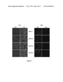 VECTOR, VECTOR COMBINATIONS, METHODS AND KIT THEREOF diagram and image