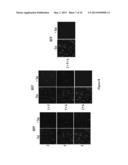 VECTOR, VECTOR COMBINATIONS, METHODS AND KIT THEREOF diagram and image