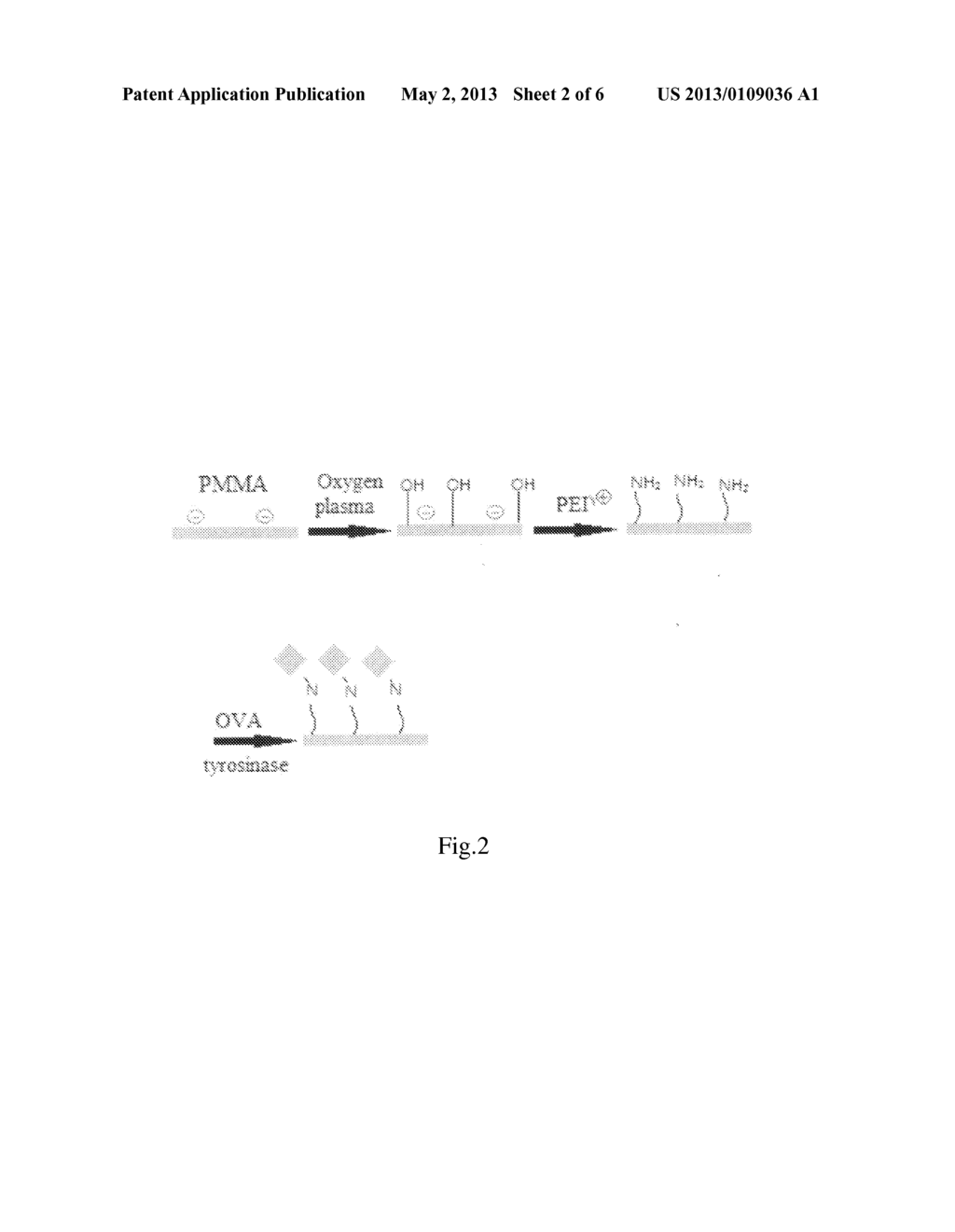 PROTEIN SUBSTRATE AND ITS MANUFACTURING METHOD - diagram, schematic, and image 03